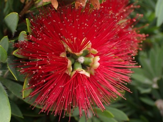 Bloom